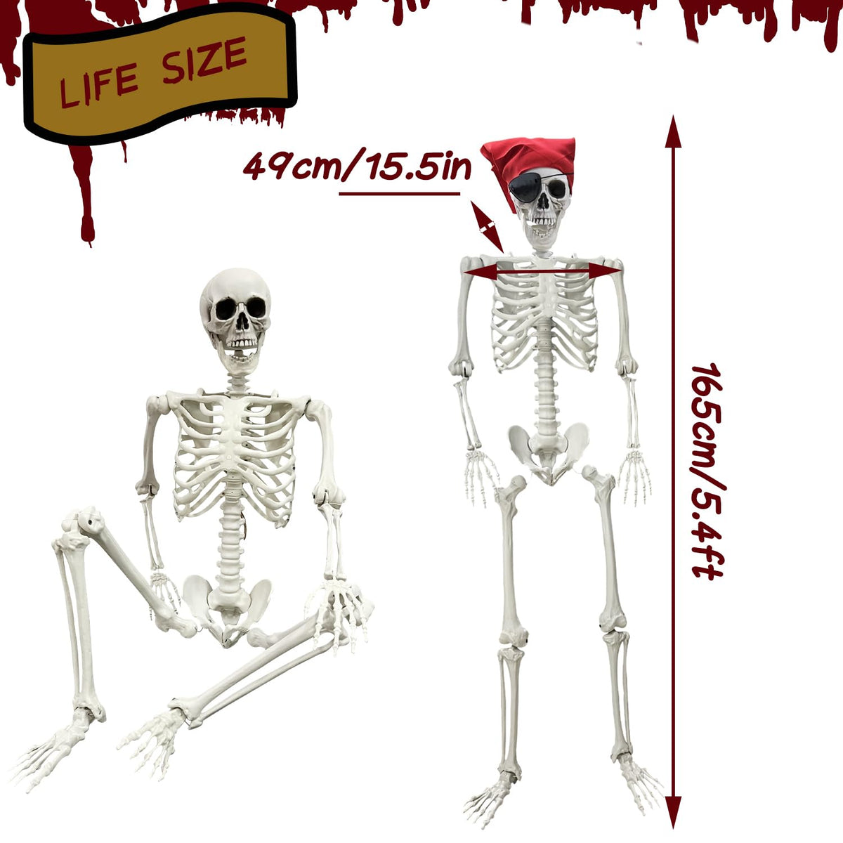 Life Size Skeleton with Posable Joints S7516