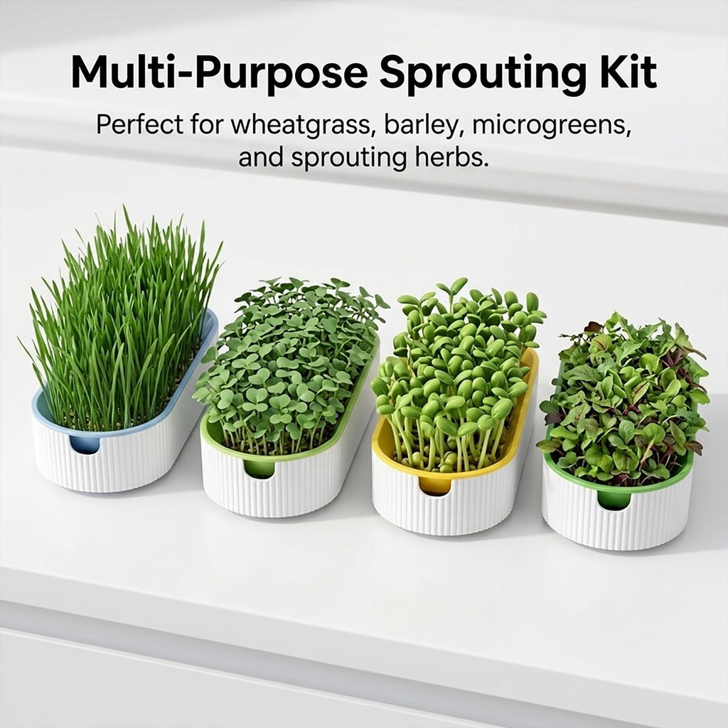 3 Pack Soil Free Cat Grass Kit J303066